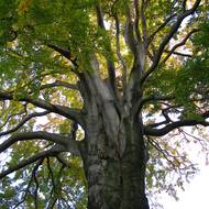 Rostou zde i velikány staré více než 200 let.