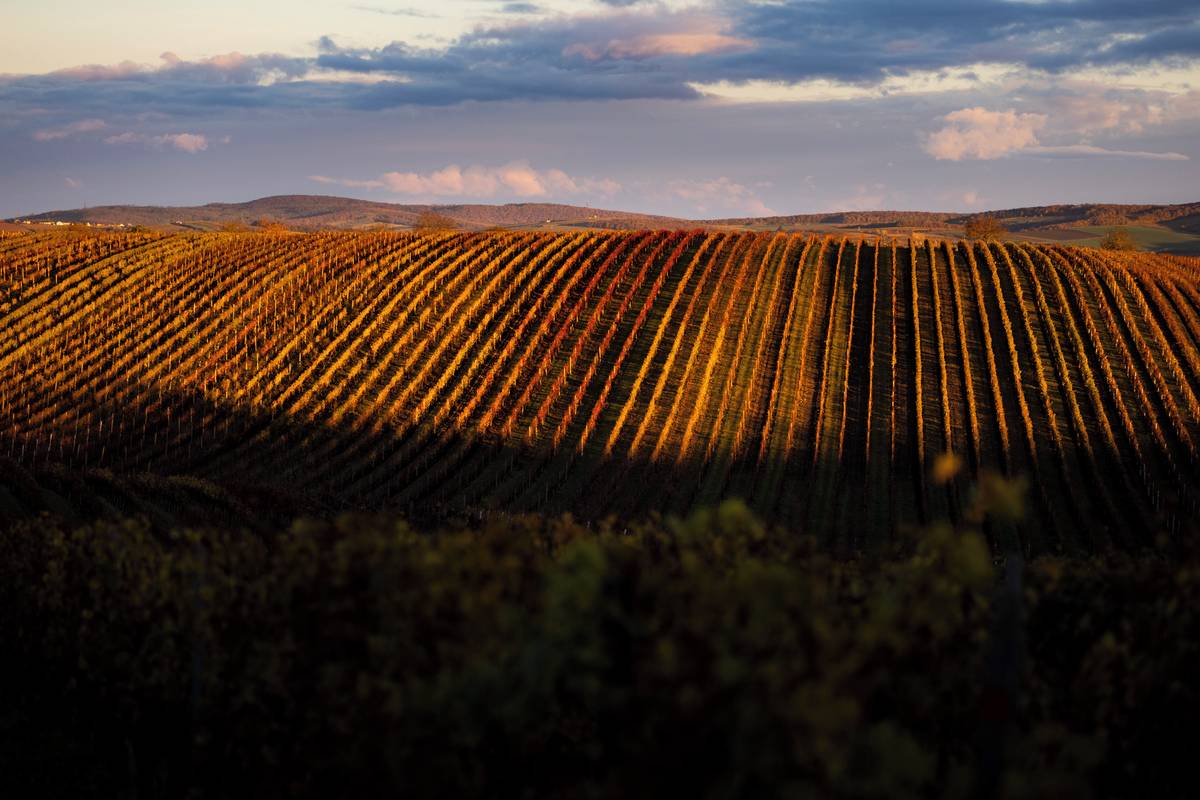 Moravské Toskánsko je považováno za jedno z nejfotogeničtějších míst v České republice. Fotografie jsou pořízené v brzkých ranních hodinách s prvními paprsky slunce.