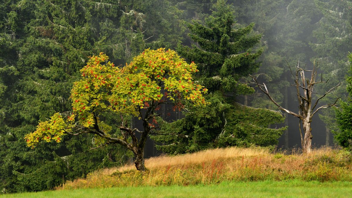 Kam chodí dopisy lidem, kteří zmizeli? Rýchory vypráví sudetské příběhy