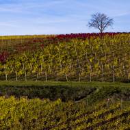 ... vlastně ani nikde jinde na světě, vyjma toho pravého italského Toskánska. Svoje malé Toskánsko pak ještě mají v okolí města Palouse v USA. 