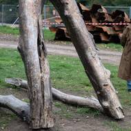 „Primitivní kompozice samorostu, který se jakoby náhodou ocitá v pozici člověka na kolenou s rukama sepjatýma k nebi, měla jen nenápadně, s pomocí co nejjednodušších prostředků doručit důležitý vzkaz, nebo alespoň impuls k zamyšlení: Je to člověk, který se modlí k přírodě, nebo je to příroda, jež se modlí za člověka?“ ptá se Kintera.