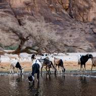 V oblasti se navíc stále nacházejí zbytky granátů a tanků z války mezi Čadem a Libyí v letech 1978 až 1987. (Kozy u napajedla v Guelta d'Archei v provincii Ennedi-Ouest, 14. července 2025.)