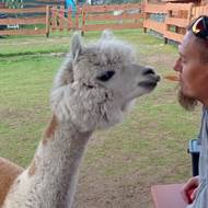 Lama alpaka v polských Krkonoších.