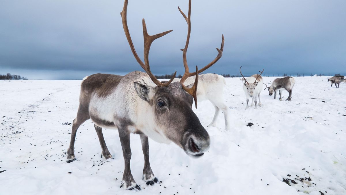 Russian Soldiers Using Reindeer Skins for Warmth and Camouflage