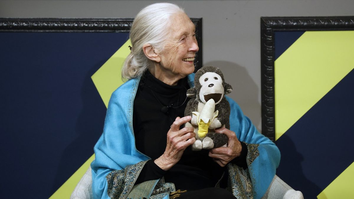 Nejznámější expertka na primáty Jane Goodallová zemřela