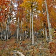 Na podzim se bučiny obarví do hladivě bronzové barvy.