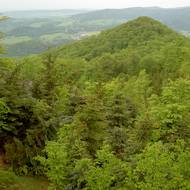 Jizerskohorské bučiny na jaře.