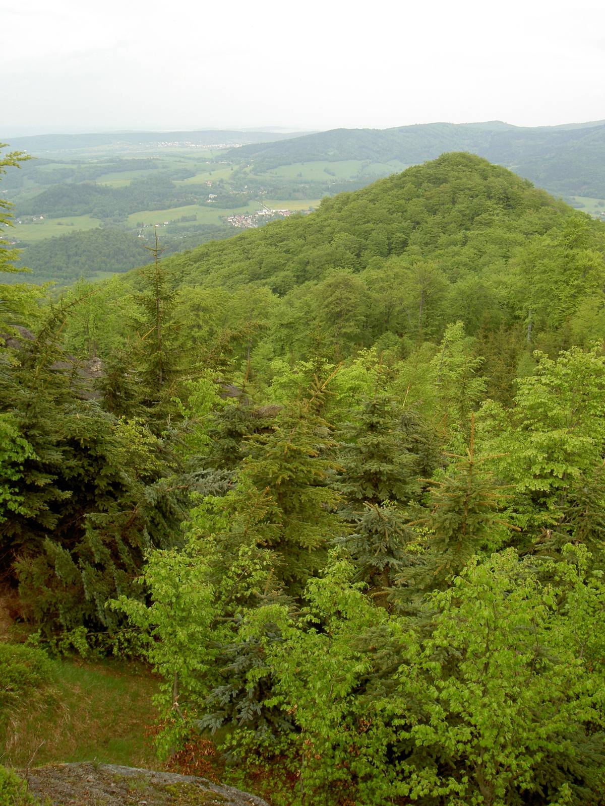 Jizerskohorské bučiny na jaře.