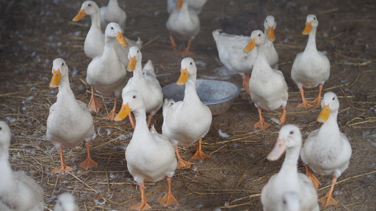 V Blatné kvůli ptačí chřipce začala likvidace 13 tisíc kachen