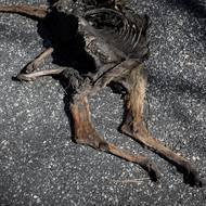 Ohořelé tělo kozy u vesnice San Vicente de Leira v Galicii ve Španělsku. (17. září.)