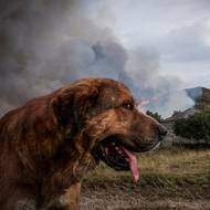 „Najednou se jednoho dne probudíte a váš domovský region hoří v rozsahu, který nemá obdoby.“ (Částečně slepý pes a blížící se požár k vesnici Parafita v Galicii, 12. srpna.)