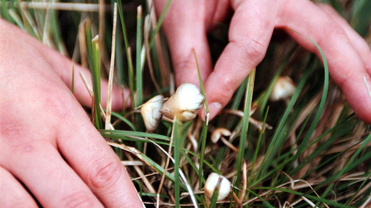 Houbičky budou moci léčit, ministerstvo chce zmírnit podmínky pro psilocybin