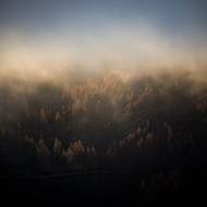 Včelaři přišli o více než 7000 úlů, uvedlo COAG, ačkoli tato ztráta se může ještě zvýšit, protože včely nemají k dispozici potravu kvůli nedostatku vegetace. (Spálené stromy v ranní mlze poblíž Arganilu v Portugalsku, 11. září.)