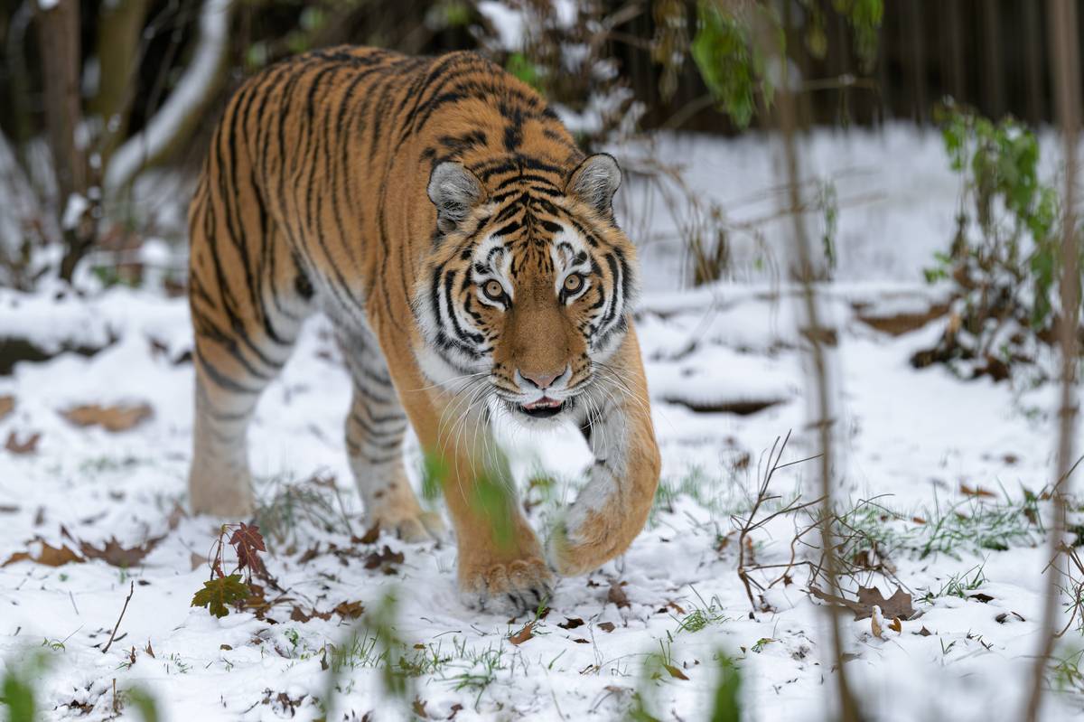 Tygři ussurijští si užívali sněhu ve výběhu expozičního celku Severský les. Tito tygři jsou huňatější a mohutnější v porovnání s jejich tropickými příbuznými.