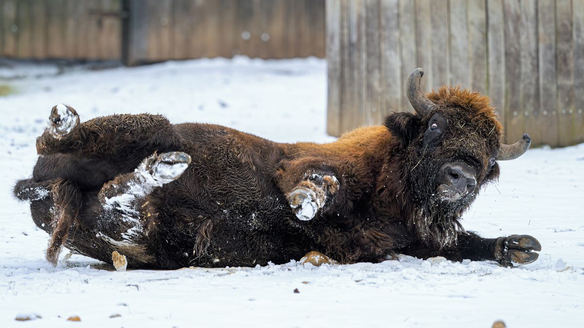 Fotky: Sníh napadl i v pražské zoo. Užívali si ho klokan, pandy i zubr