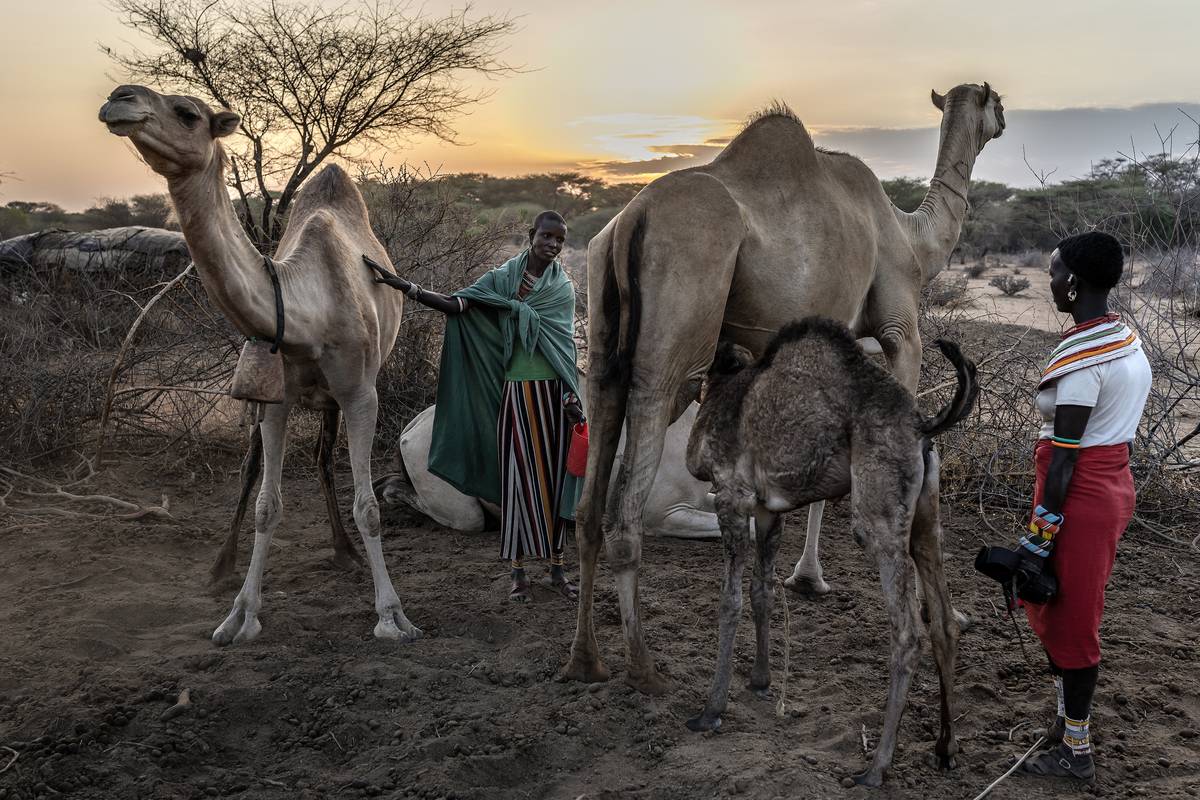 „Bože, bože, bože, ochraňuj je,“ zpívají dva pastevci, zatímco sledují tucet velbloudů, kteří spěchají k akáciím, aniž by si všimli vyschlého koryta řeky v severní Keni, kde od dubna nepršelo. (Pastýři připravují velbloudy na dojení za úsvitu v ohradě, poblíž Sereolipi, 29. září v Keni.)