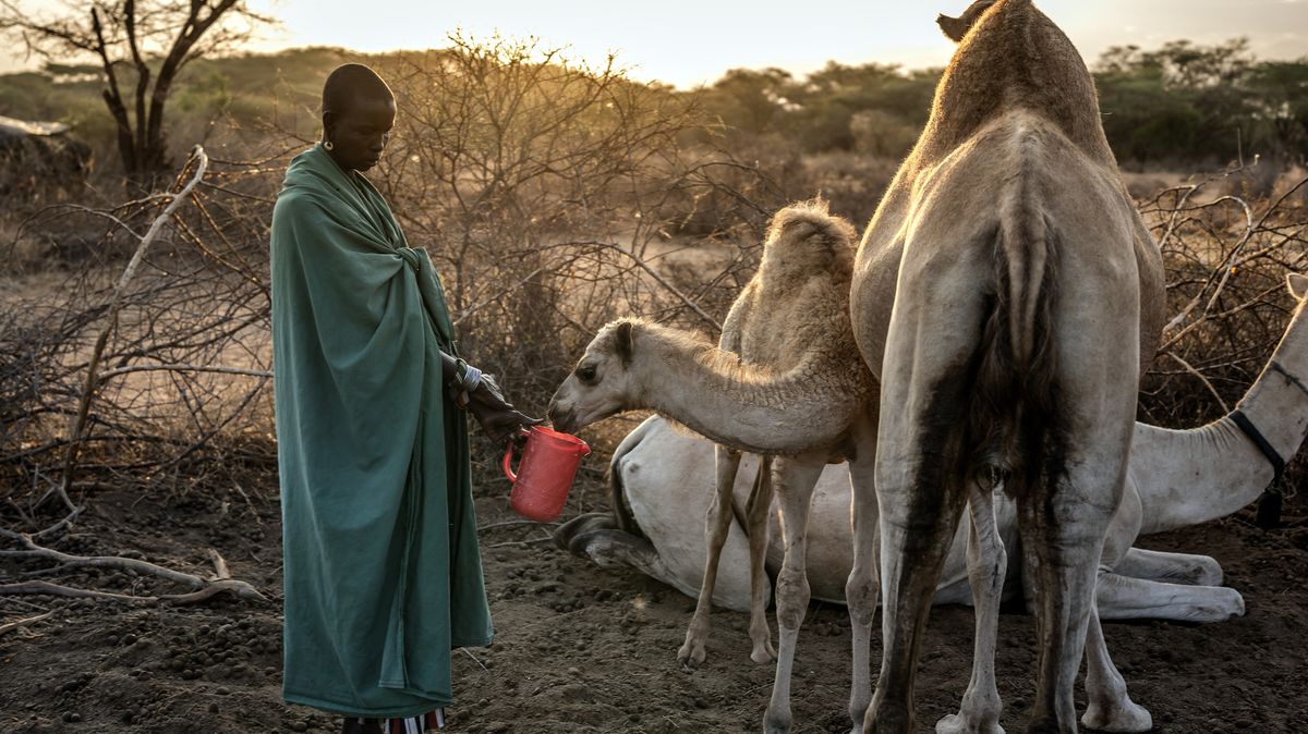 Fotky: Místo krav velbloudi. Keňa se vyrovnává se suchem