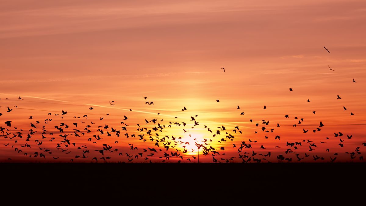 Jejich záhadu vyřešil až čáp s oštěpem. Dnes tažní ptáci čelí velké hrozbě