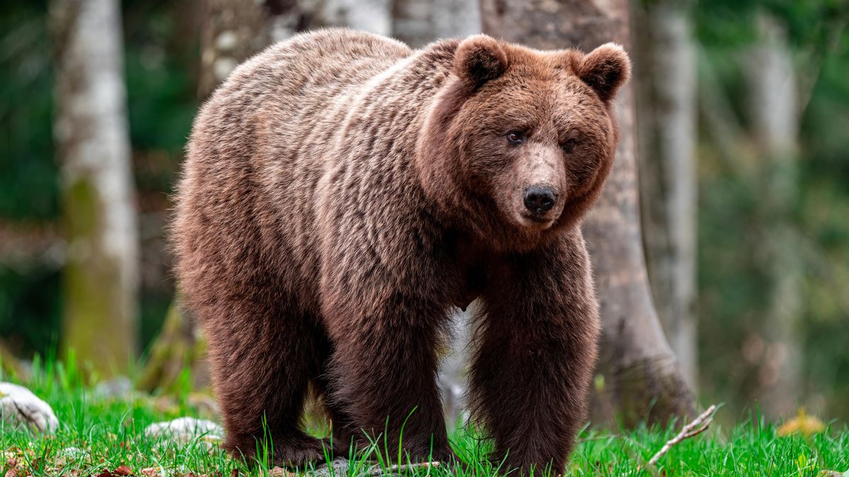 Japonsko nasazuje vojáky k boji proti smrtící vlně útoků medvědů