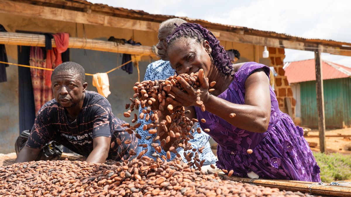 Zásobují svět kakaem na čokoládu. O tu českou se přetahují