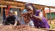 Zásobují svět kakaem na čokoládu. O tu českou se přetahují