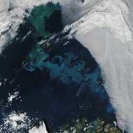 Kvetoucí fytoplankton v západní části Barentsova moře a okolních arktických vod. (5. srpna)