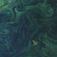 Kvetoucí populace fytoplanktonu ve vodách Baltského moře. (20. července)