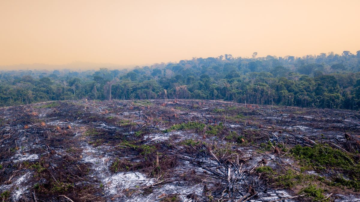 Rozporuplný boj za planetu: nová dálnice pralesem a 1600 fosilních lobbistů