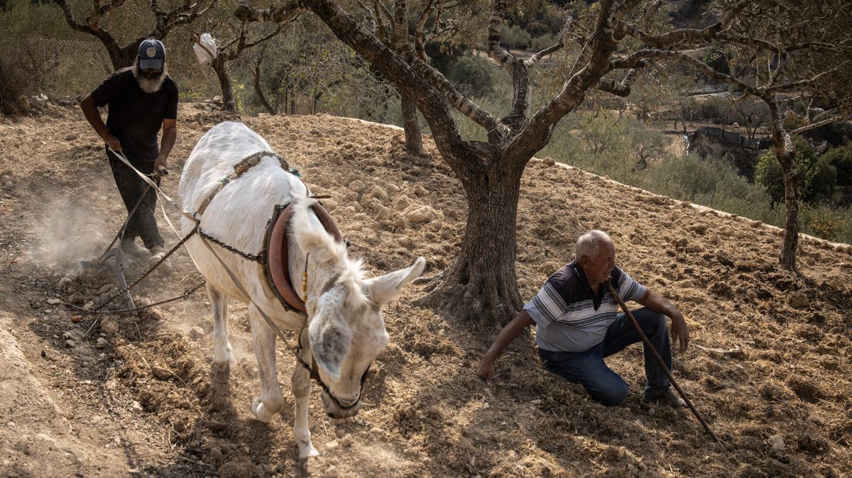 Obrazem: „Jsem součástí stromu,“ říká strážce prastarého olivnovníku