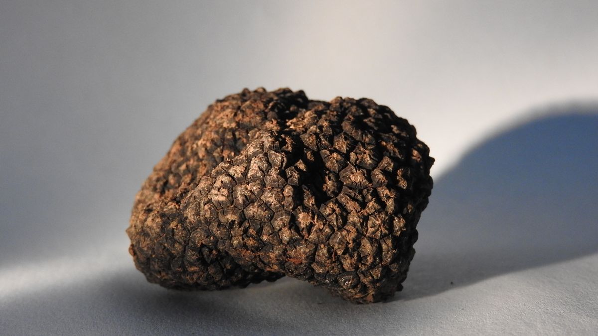 V syrské poušti začala sezóna lanýžů, jejich sběrače ohrožují válečné miny