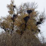 Případy nákazy u lidí jsou vzácné.