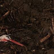 Regionální vláda v Madridu uvedla, že dosud nebyly postiženy žádné komerční drůbežárny a že lidem nehrozí žádná vážná rizika.