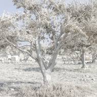 Podle Atraše je ale živobytí jeho a jeho zaměstnanců ohroženo. „V poslední době mám pocit, že okupace (Izrael) proti nám začala bojovat na ekonomické frontě,“ tvrdí.