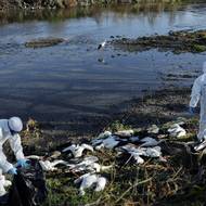 „Úřady odstraňují uhynulá zvířata za použití přísných opatření biologické bezpečnosti, aby zabránily dalšímu šíření viru,“ uvedla. V pondělí úřady potvrdily příznivý odhad vývoje a pochvalovaly si účinnost opatření, píše deník El País.