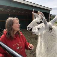 Na farmě lze najít i peruánské lamy.