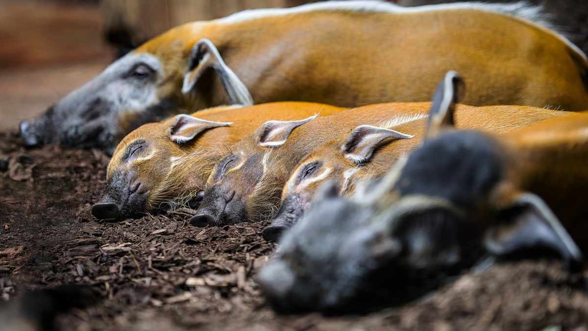 Vánoční dárek pražské zoo, ve vybraných dnech vstup za 100 korun