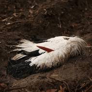 Lesní strážce kontroluje identifikační kroužek mrtvého čápa nalezeného na poli u řeky Manzanares v Perales del Río nedaleko Madridu ve Španělsku, 12. prosince.