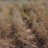 V Bokurdaku vědci vysazují hlavně saxauly, odolné pouštní keře, jejichž kořeny pronikají až 15 metrů pod zem, aby zachytily vodu.