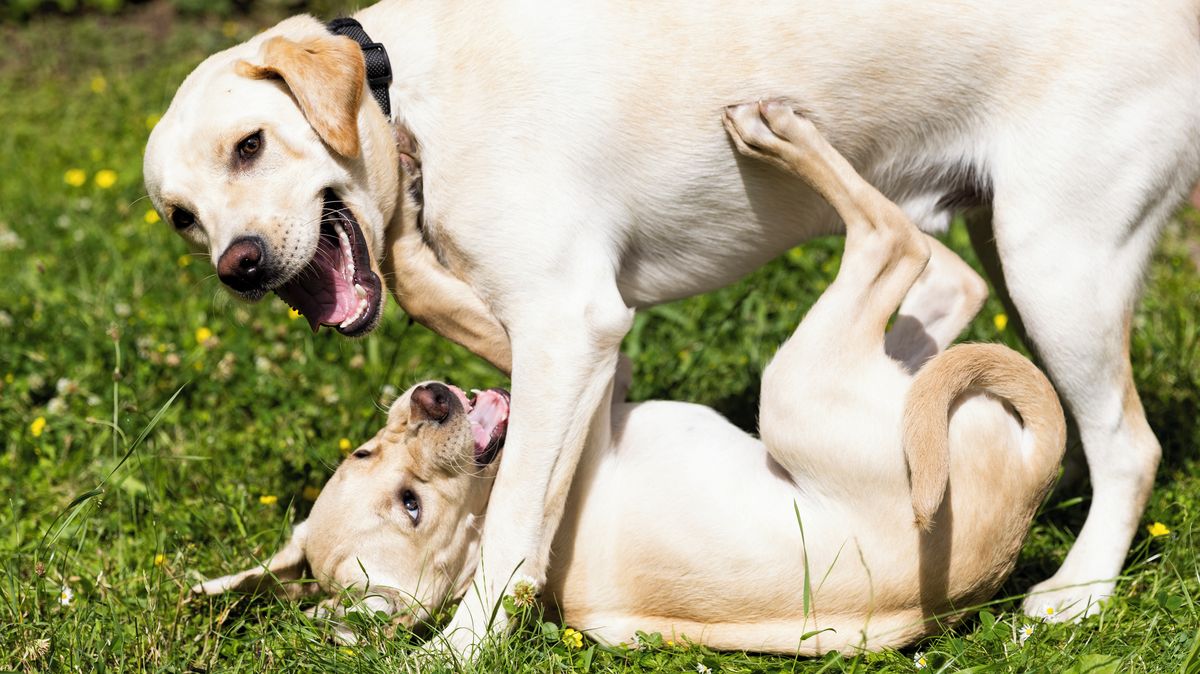 Někde za tisíce, jinde zadarmo. Jak obce vybírají poplatky za psy