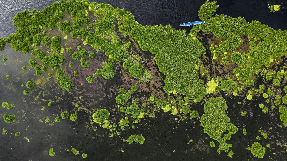 Fotky: Nenáročná akvarijní kytka z Asie zamořila rybářskou vesnici