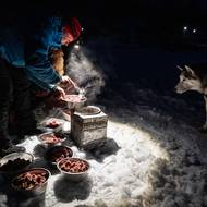 V Orlických horách skončil Šediváčkův long, čtyřdenní závod psích spřežení. (25. ledna)