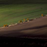 Zatímco hory koncem října vítaly první sníh, Morava se loučila s podzimem. Ladné vlnky v polích a vinohradech na jižní Moravě chytaly podzimní zbarvení a v unaveném slunci hrály barvami. (27. října)