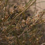 Vláda v létě oznámila, že za posledních 20 let bylo vysazeno 162 milionů stromů. „Prezident se aktivně podílí na boji proti desertifikaci,“ řekl agentuře AFP úředník ministerstva životního prostředí. Státní média Serdara Berdimuhamedowa pravidelně ukazují s lopatou v ruce, jak sází stromy.