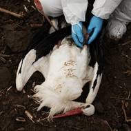 Španělské úřady zaznamenaly čtyři případy ptačí chřipky u volně žijících ptáků v centrální oblasti Madridu, kde lesní strážci během posledních několika týdnů nasbírali stovky mrtvých čápů, z toho přes stovku před posledním víkendem.