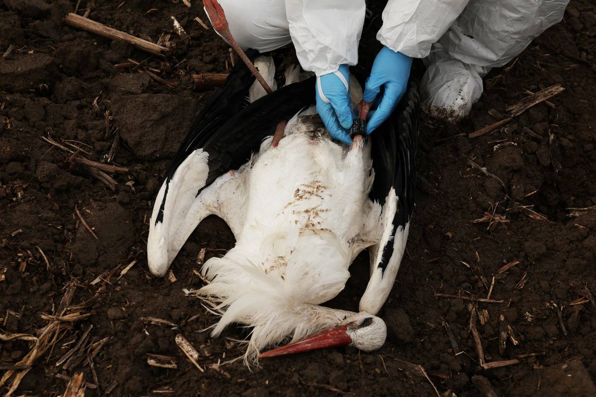 Španělské úřady zaznamenaly čtyři případy ptačí chřipky u volně žijících ptáků v centrální oblasti Madridu, kde lesní strážci během posledních několika týdnů nasbírali stovky mrtvých čápů, z toho přes stovku před posledním víkendem.