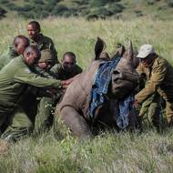 Keňští strážci přírody se připravují na manipulaci s uspaným Quintusem, tříletým samcem nosorožce bílého. V rezervaci Ol Pejeta žijí poslední dvě samice severních bílých nosorožců Fatu a Nájin, v přírodě je druh považován za vyhynulý. Nájin a Fatu převezli zoologové ze Dvora Králové do Keni v roce 2009. (13. května)