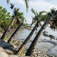 Zlom podle agentury AFP nastal v roce 2009 s příchodem cyklonu Aila. Hráze se tehdy prolomily a slaná voda zaplavila vnitrozemí. Poničila nejen domy, ale prosákla i do kdysi úrodné půdy. (Muž stojí nad geotextilními pytli podél erodovaných břehů řeky Kholpetua v obci Sora, která je ohrožena stoupající hladinou moře v okrese Khulna, 20. října.)