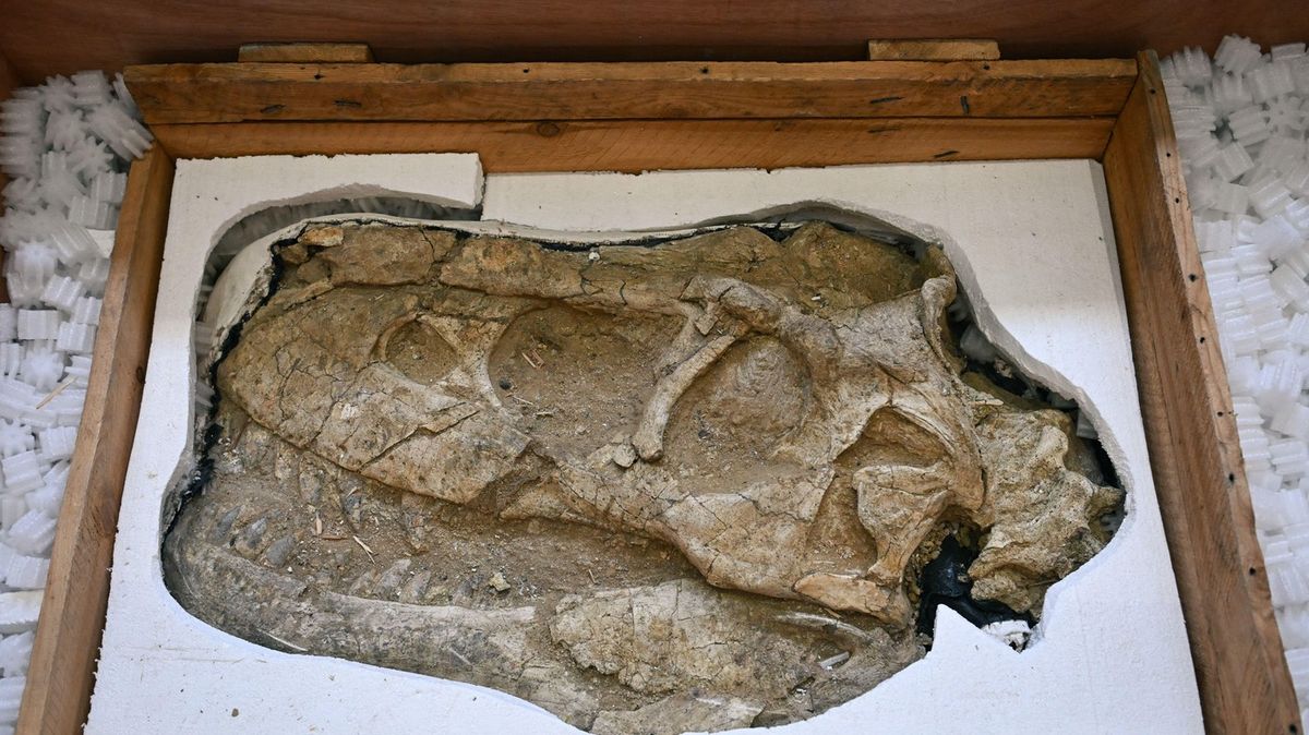 Kostra dinosaura příbuzného tyranosauru rexovi se z Francie vrací do Mongolska