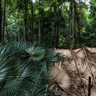 Kritici však tvrdí, že tento proces redukuje domorodé skupiny na dočasné obyvatele lesů jejich předků. (Tradiční chýše kmene Maniq, zveřejněno 30. října.)