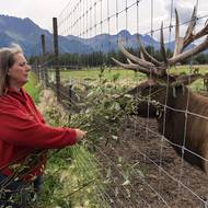 Jelen americký. Denise si ho dovezla až ze Skalistých hor v Coloradu.